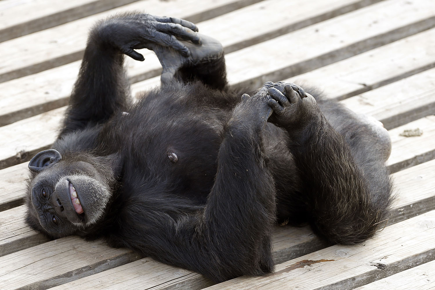 Corte en Nueva York analiza si un chimpancé tiene derechos como un humano