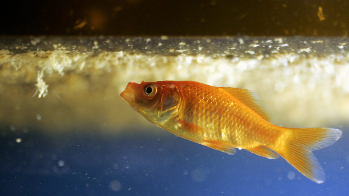 China celebra un concurso de belleza de peces dorados