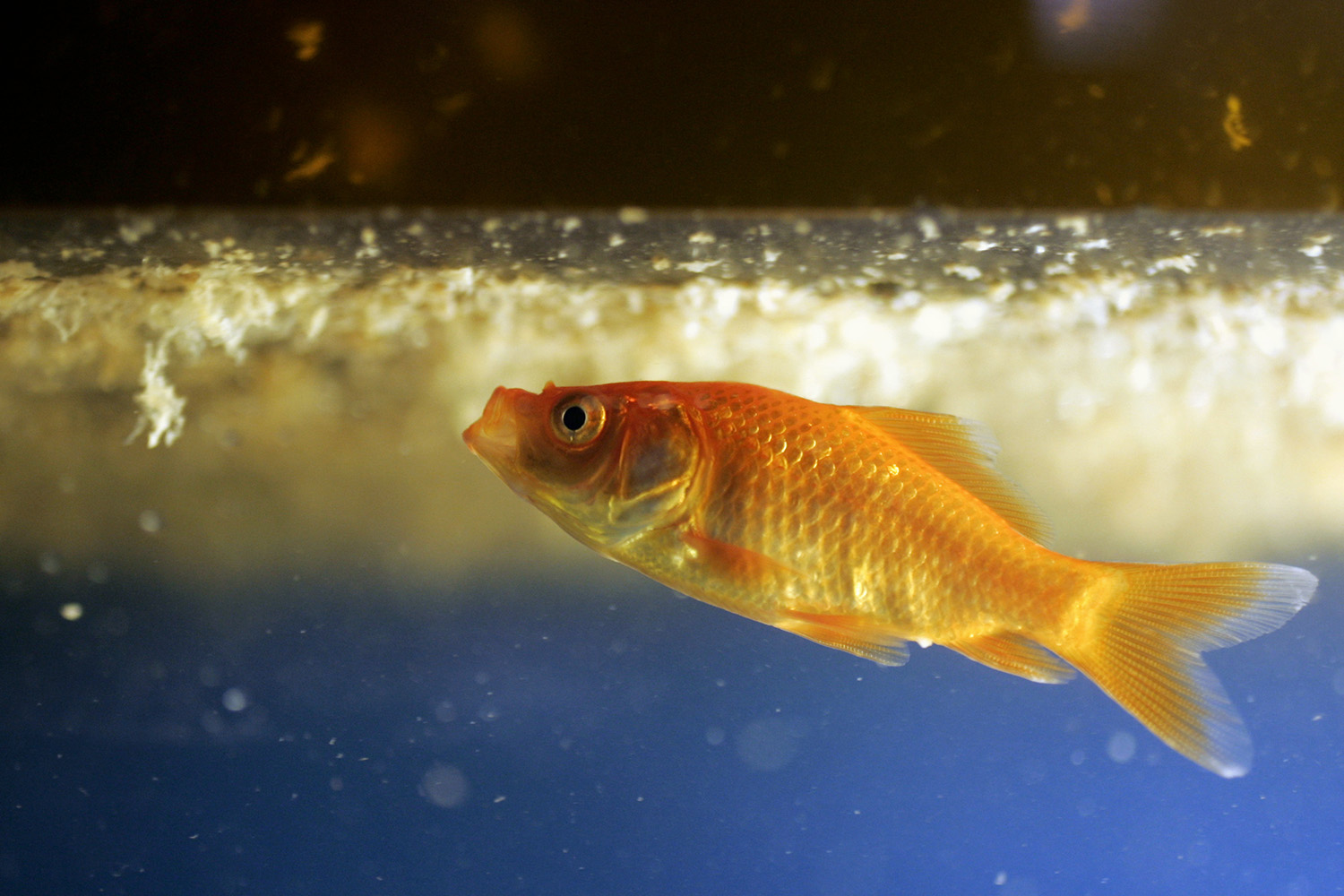 China celebra un concurso de belleza de peces dorados
