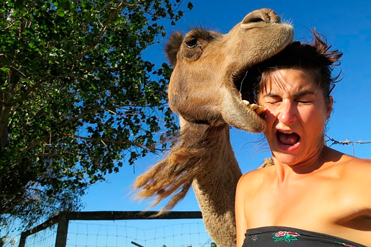 #Camelfies: la nueva moda ‘selfie’ de las redes sociales.