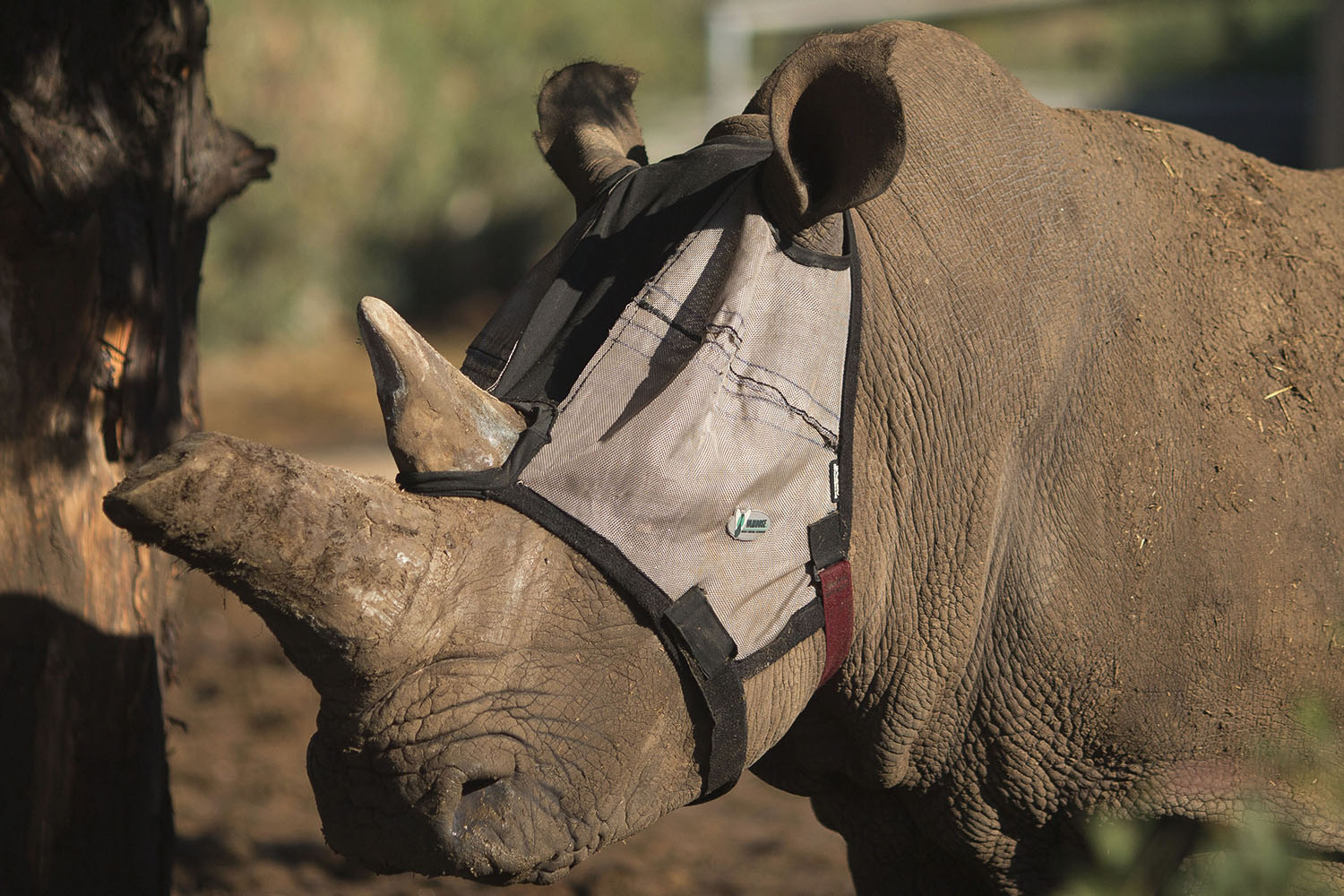 Israelíes crean una máscara para la rinoceronte Tanda