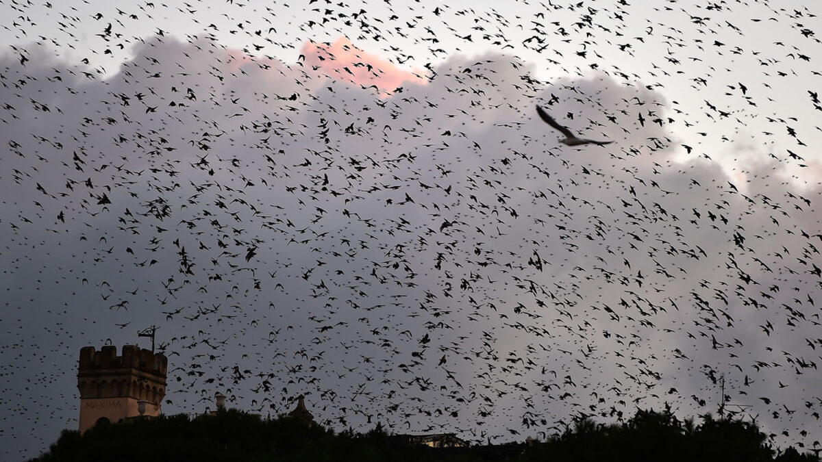 Las aves de toda Europa desaparecen