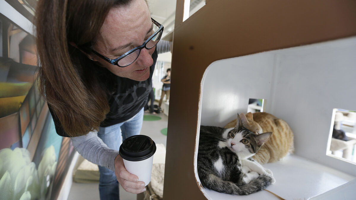 La primera cafetería felino-amistosa en el país.