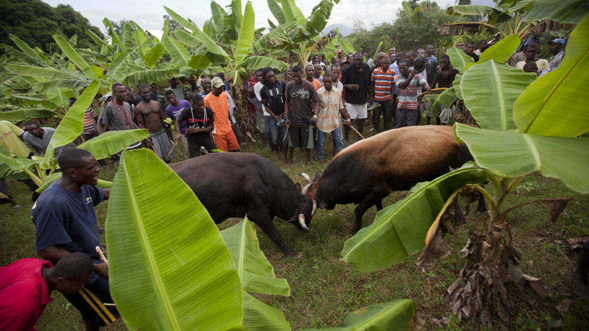 La desconocida costumbre haitiana de las peleas de toros es brutal