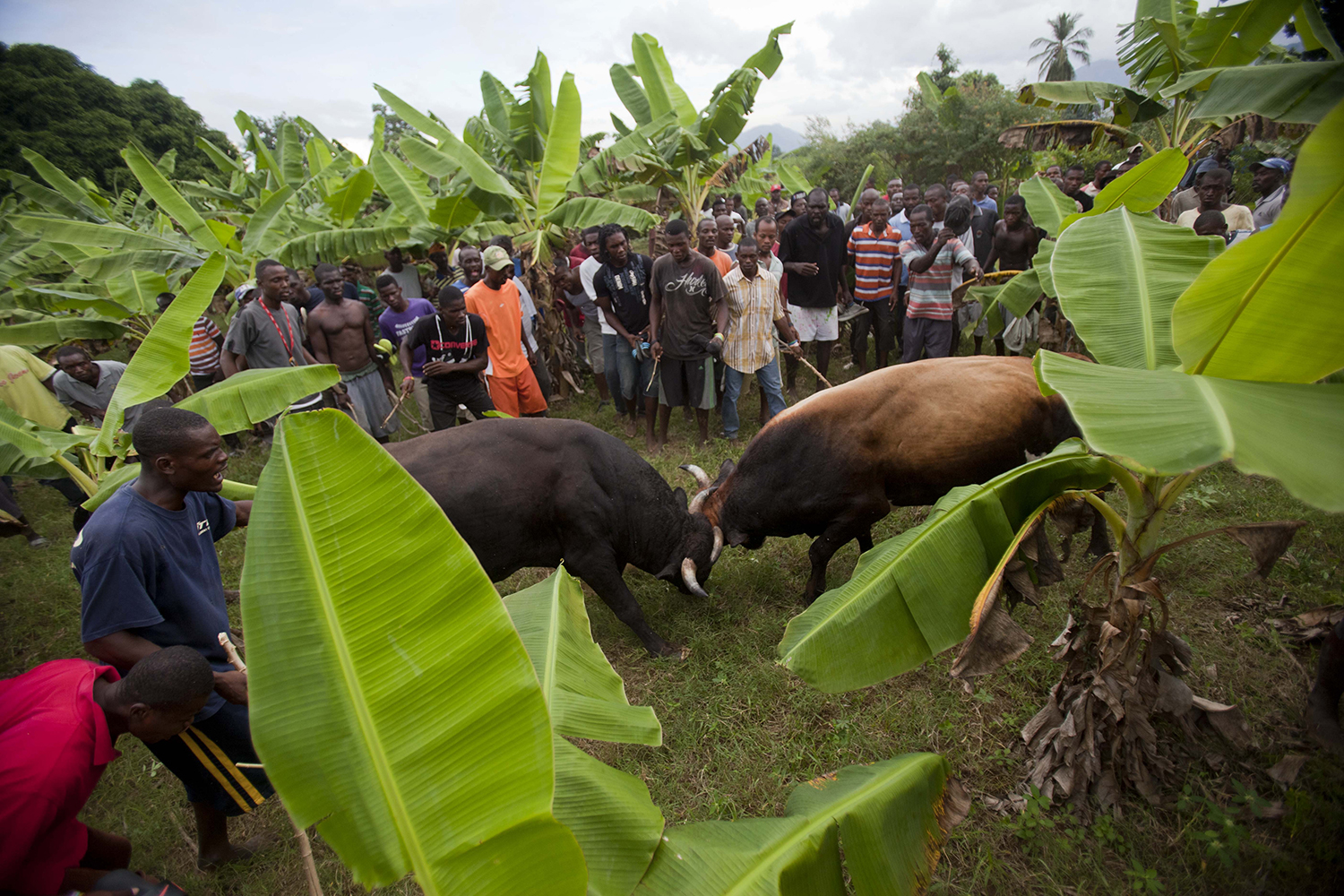 La desconocida costumbre haitiana de las peleas de toros es brutal