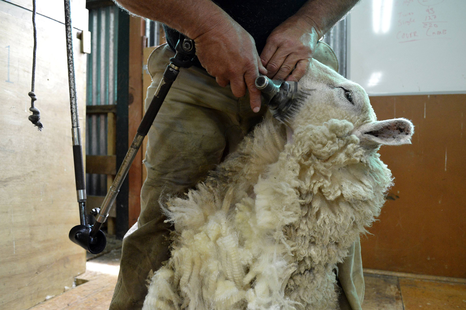 Roger Barton esquila una de sus ovejas en su granja en la región Wairarapa