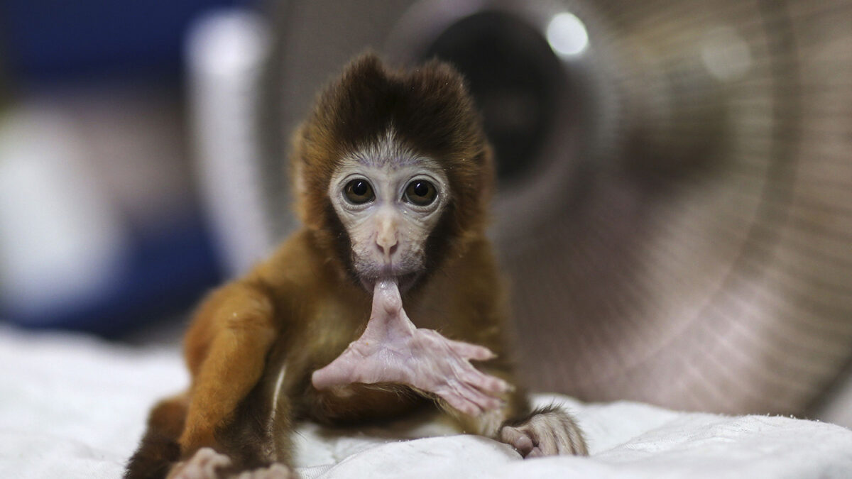 Es el único primate en libertad en Europa.