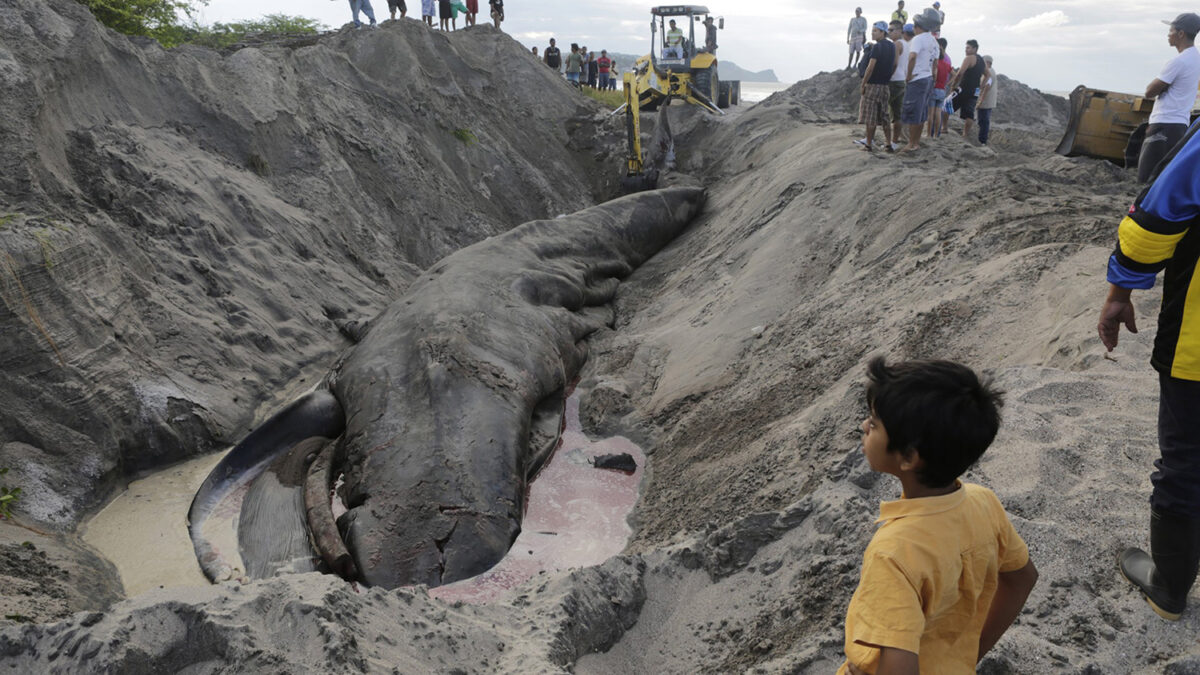 Una ballena y un delfin mueren en menos de 2 dias en Nicaragua