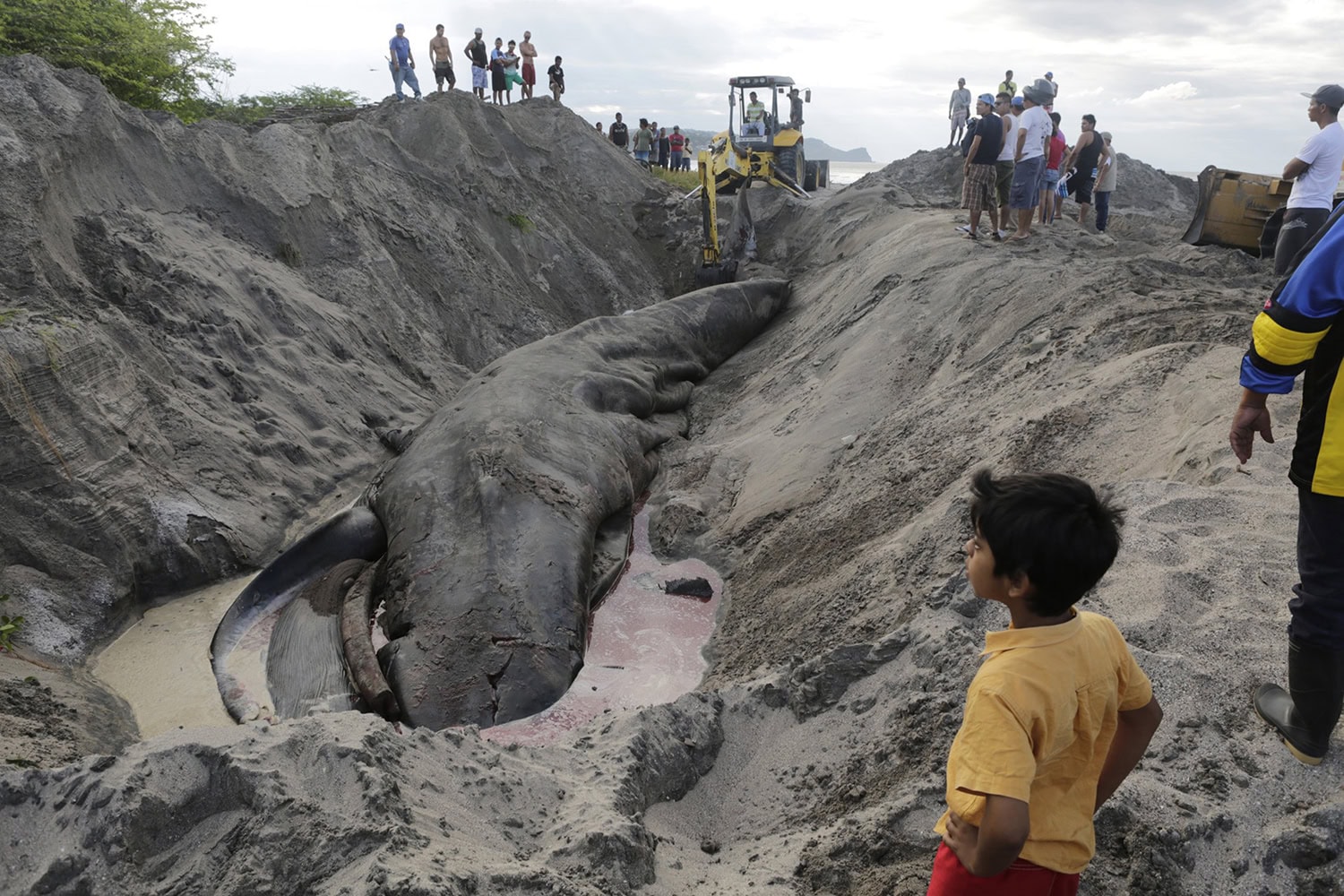 Una ballena y un delfin mueren en menos de 2 dias en Nicaragua