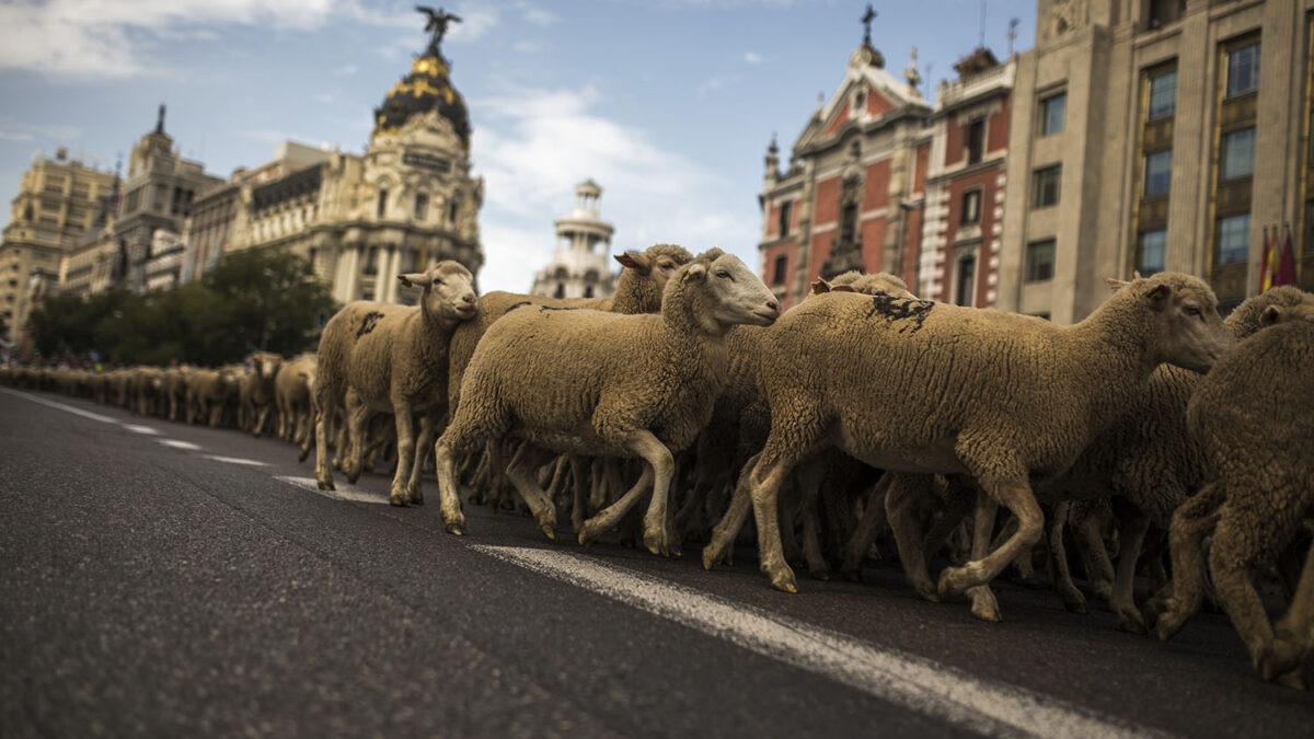 Ovejas pasean por Madrid para reivindicar la trashumancia