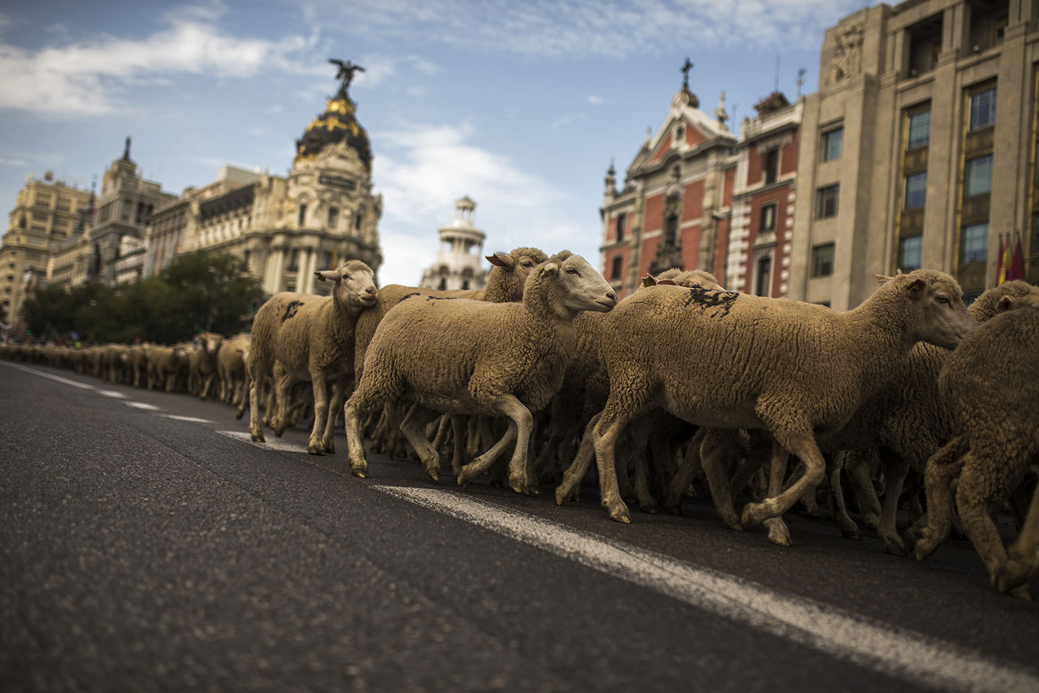 Ovejas pasean por Madrid para reivindicar la trashumancia