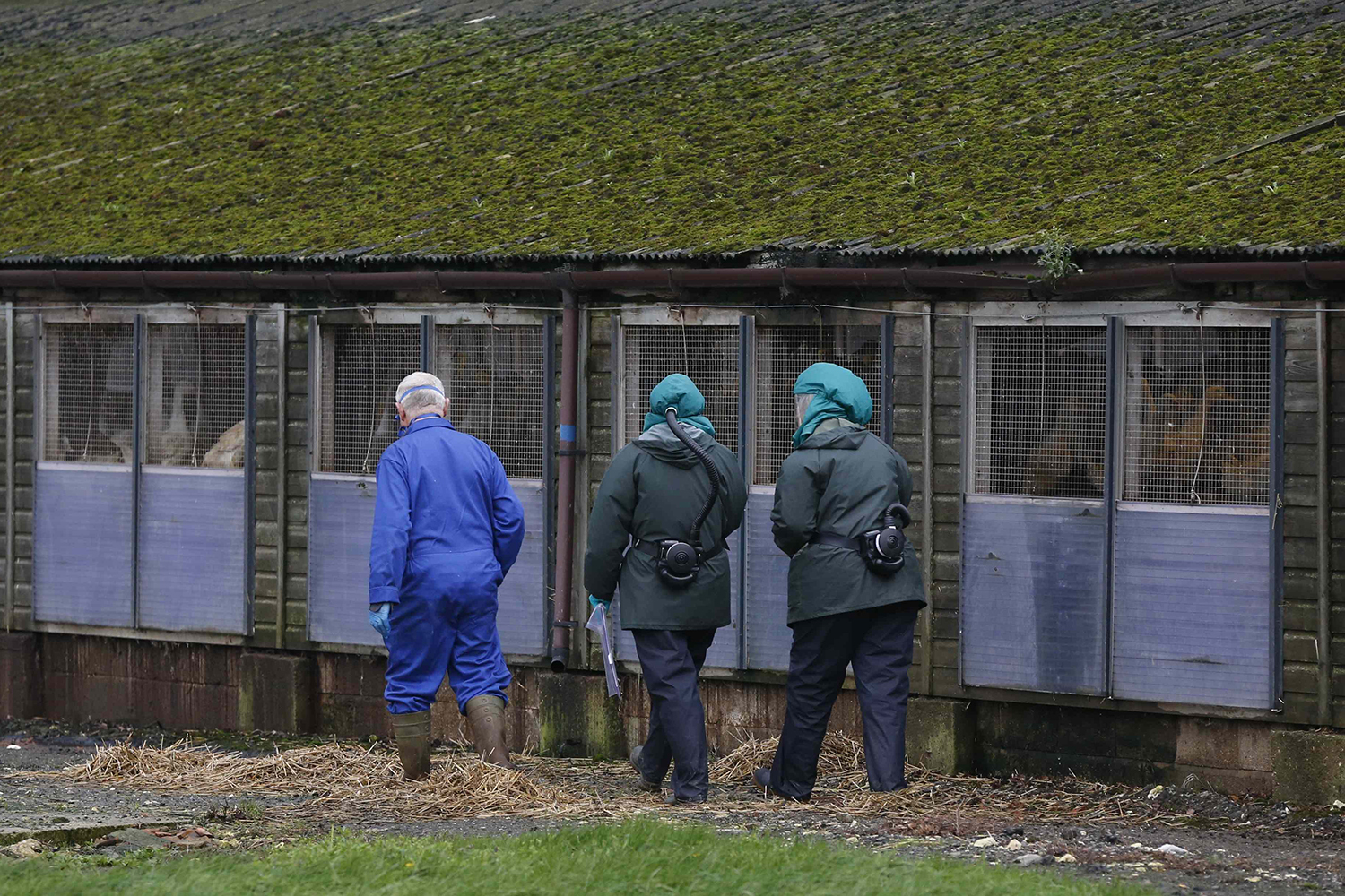Las autoridades han informado de un brote de gripe aviar en Inglaterra