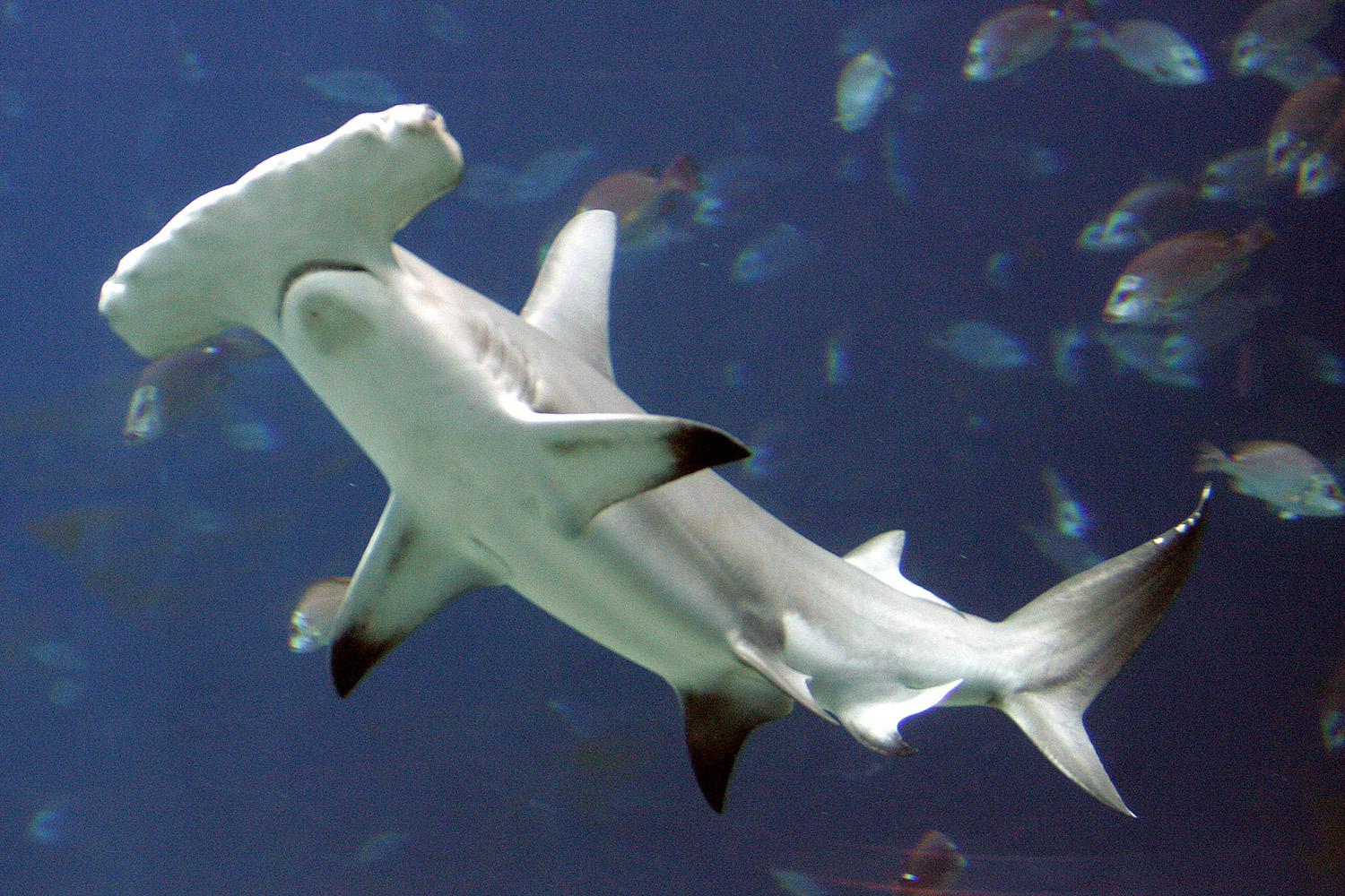 Los tiburones martillo, zorro y sedosoen peligro de extinción.