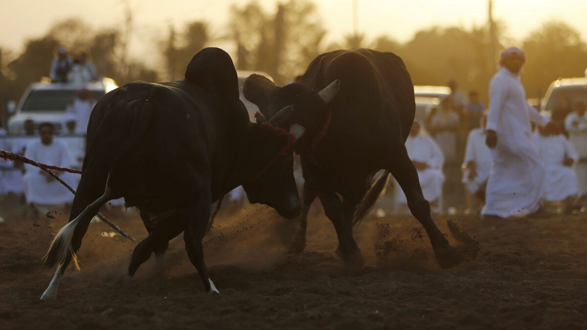 Sin toreros. Dos toros pelean en una corrida en Fujarah.