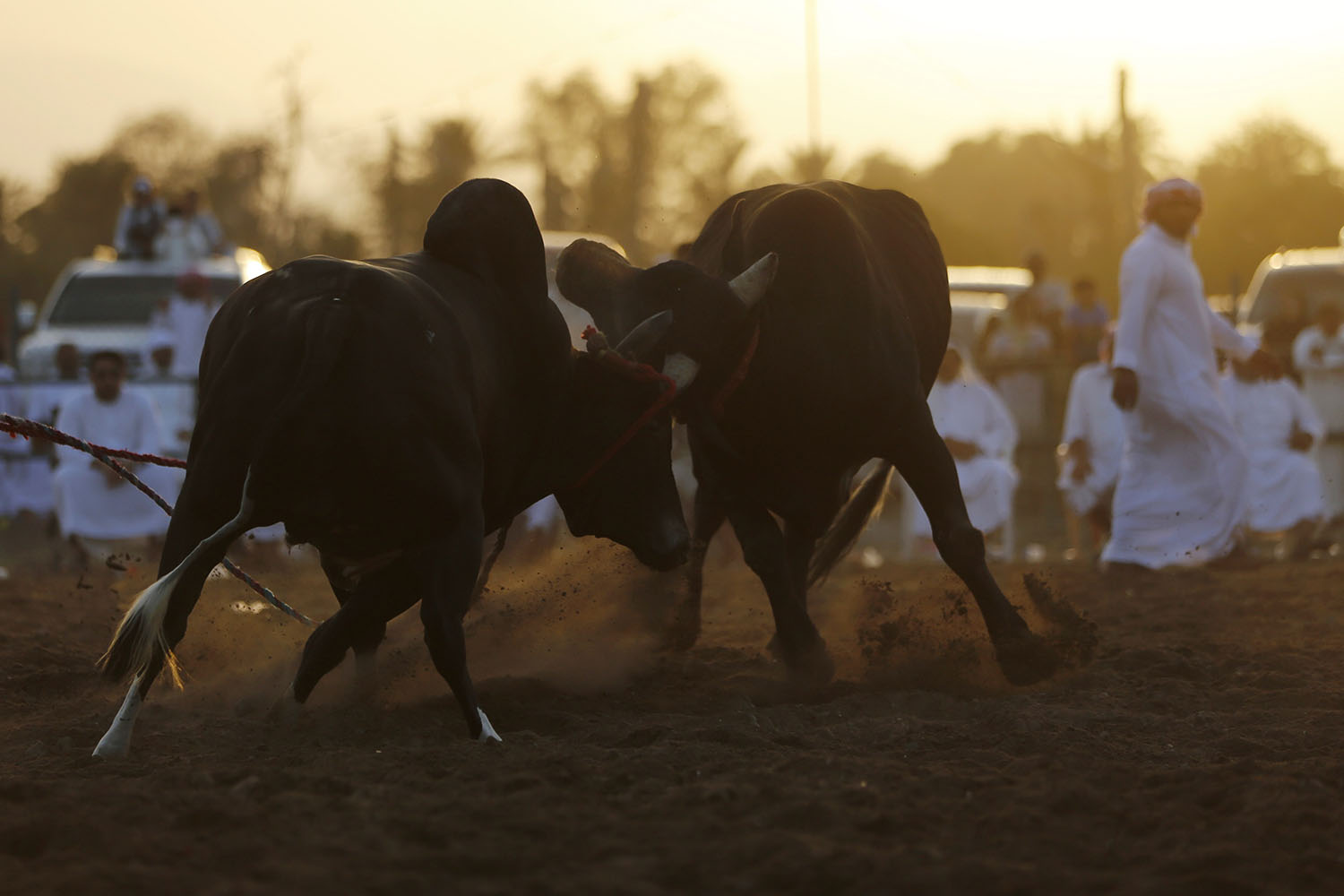 Sin toreros. Dos toros pelean en una corrida en Fujarah.