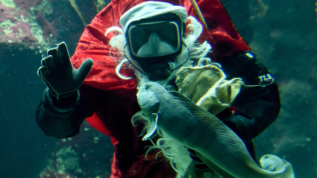 Los peces tambien celebran Navidad en Alemania