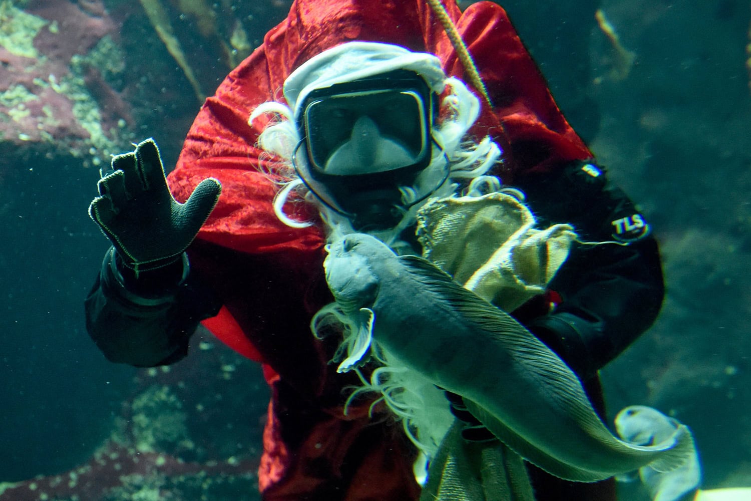 Los peces tambien celebran Navidad en Alemania