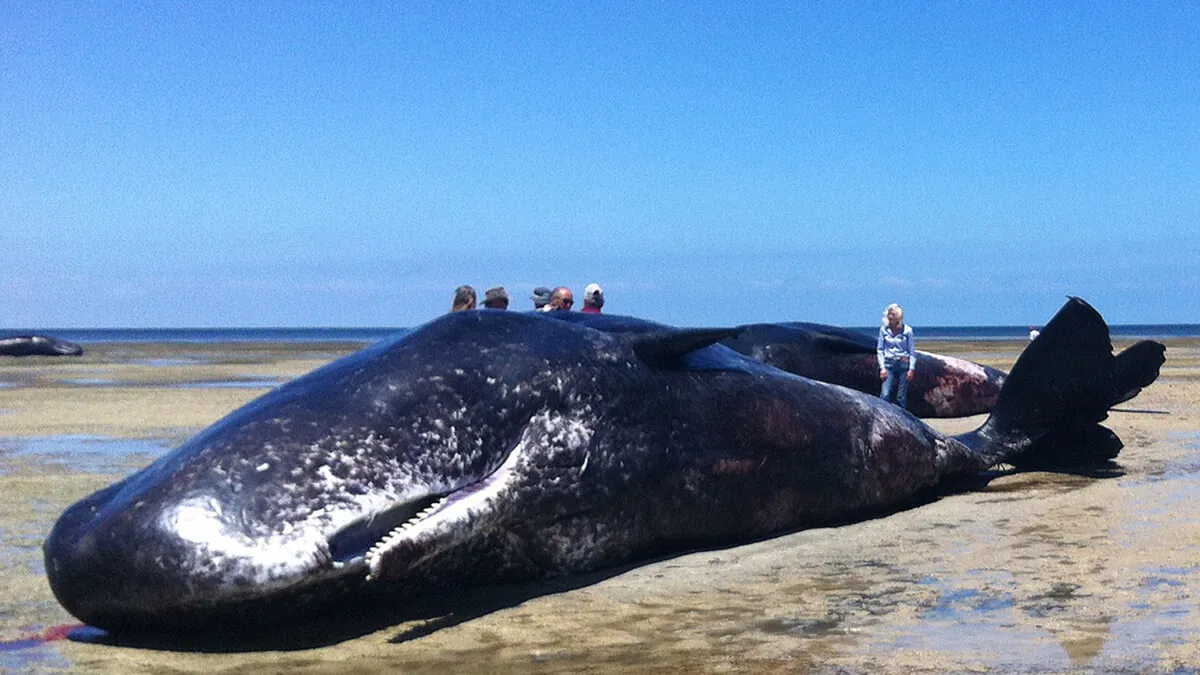 Seis ballenas muertas son encontradas en una playa