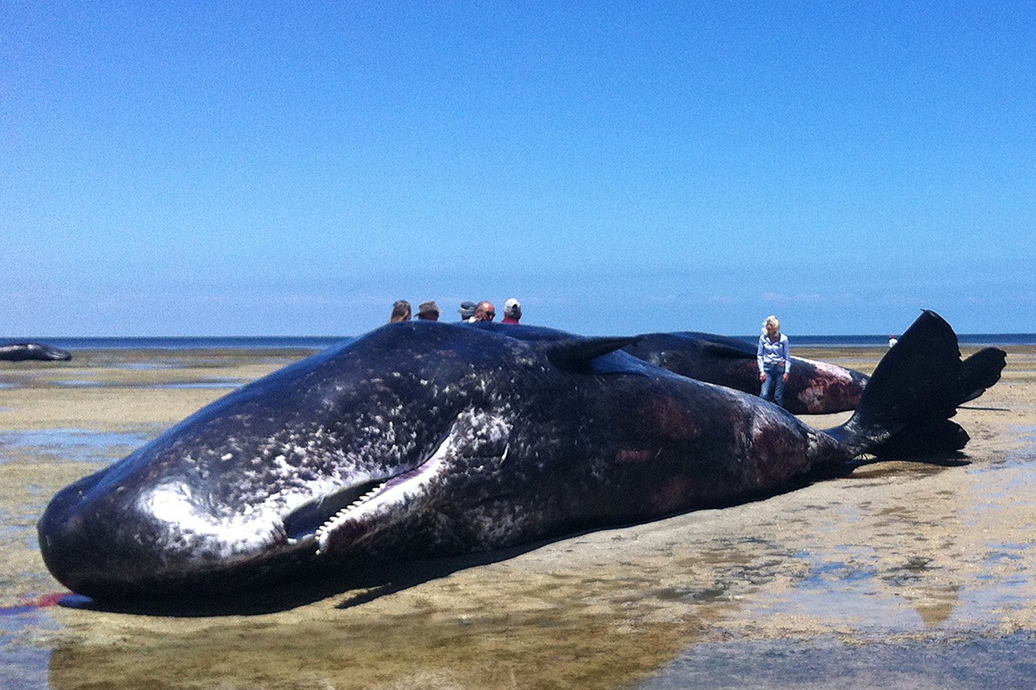 Seis ballenas muertas son encontradas en una playa