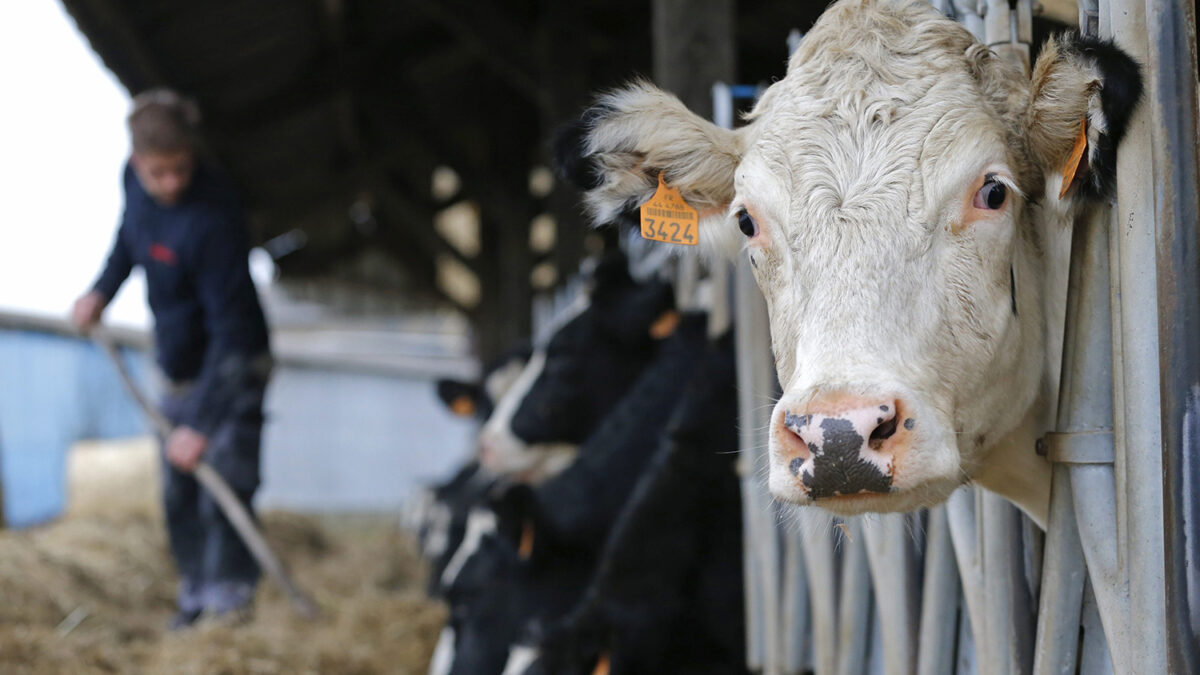 El Parlamento aprueba ley que reconoce a los animales como seres sensibles