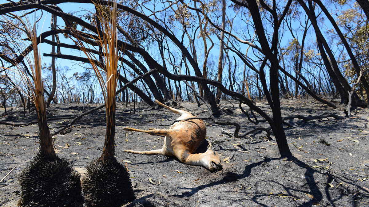 El peor incendio en años no cesa