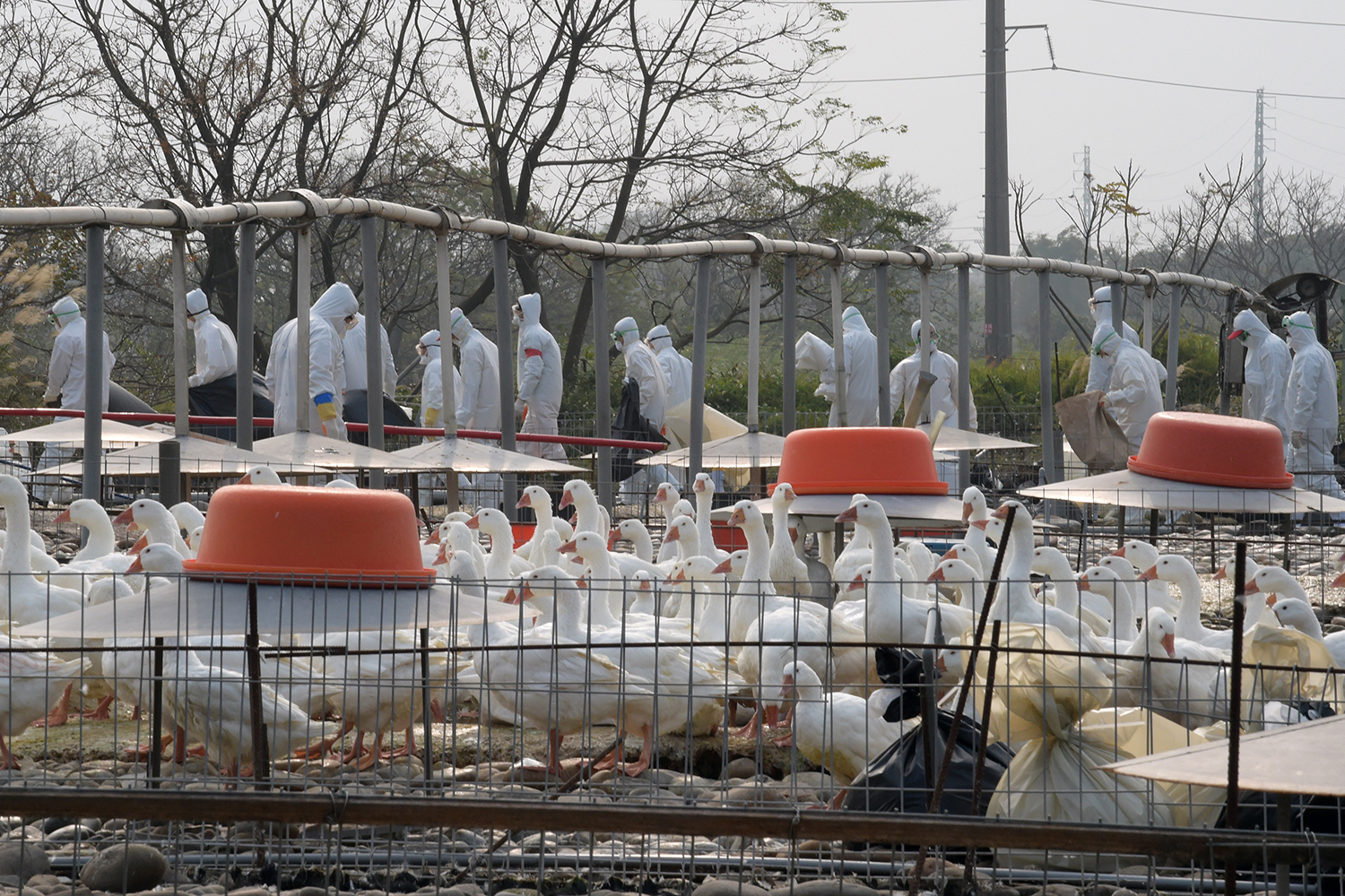Nuevos casos de gripe aviar