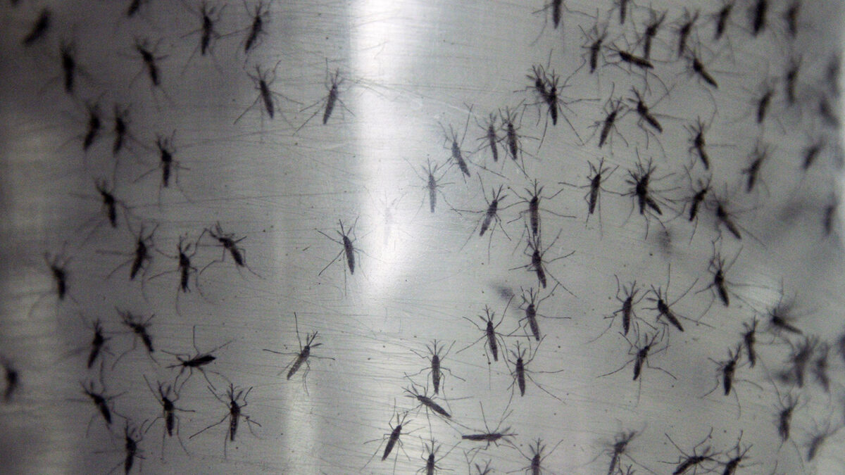 Preparan una invasión de mosquitos en Florida