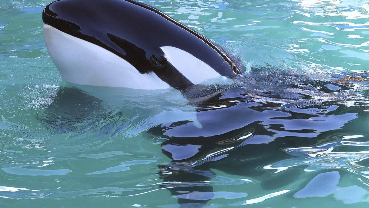 Lolita, una orca que lleva 35 años en el Miami Seaquarium.