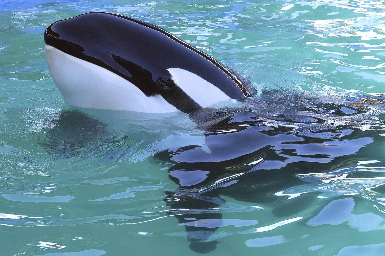 Lolita, una orca que lleva 35 años en el Miami Seaquarium.