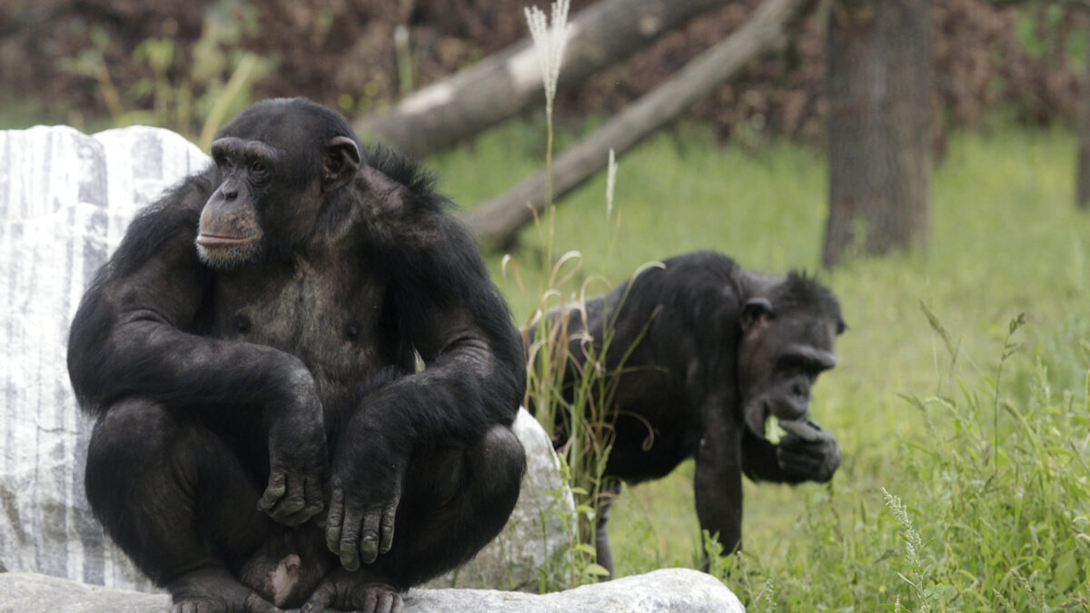 Los chimpancés pueden cambiar la manera en que se comunican