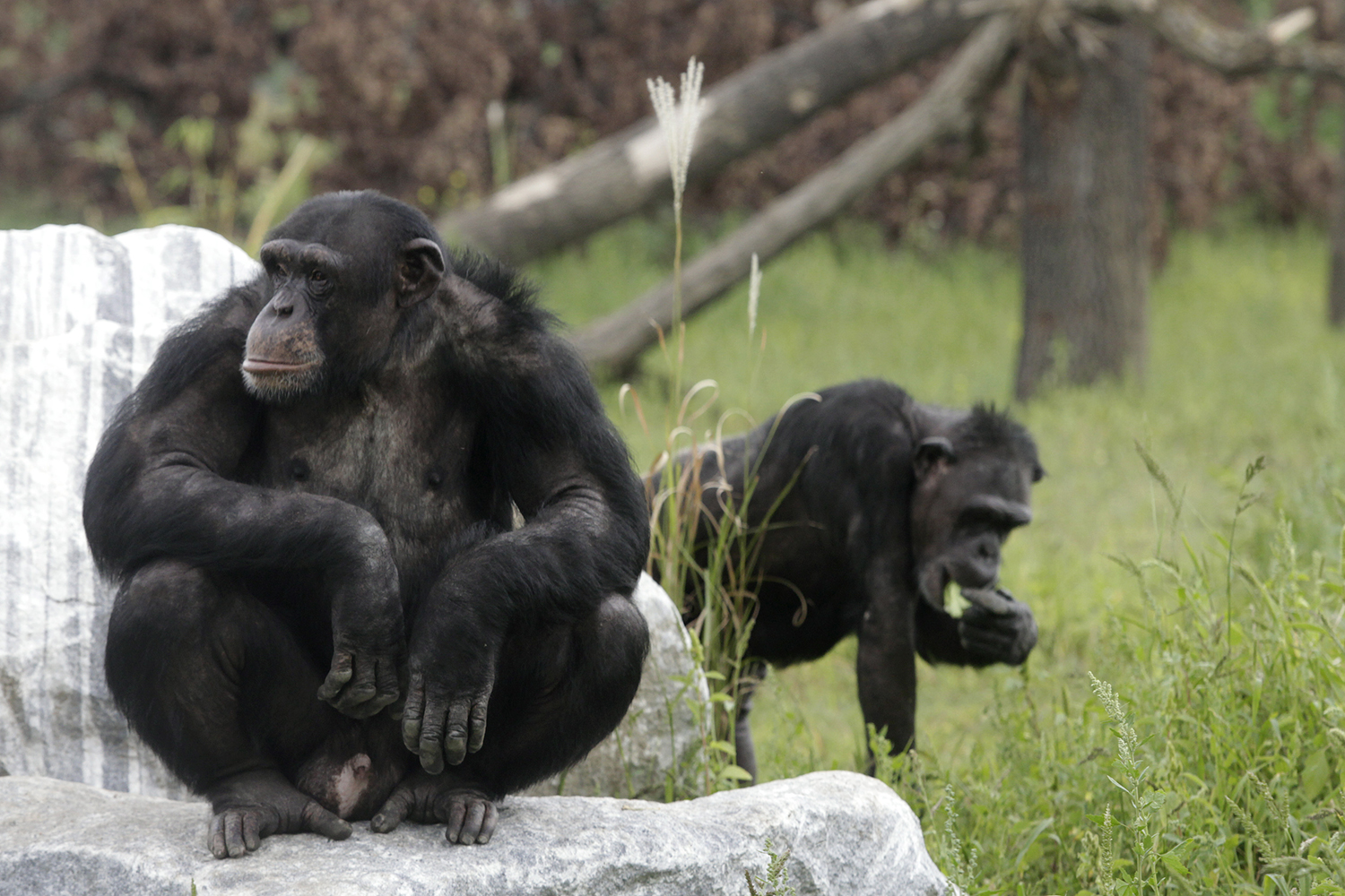 Los chimpancés pueden cambiar la manera en que se comunican