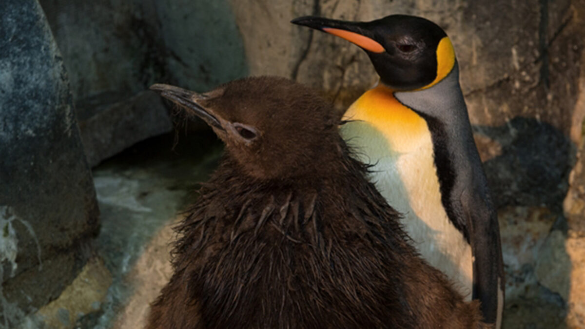 Un pingüino en Nueva York