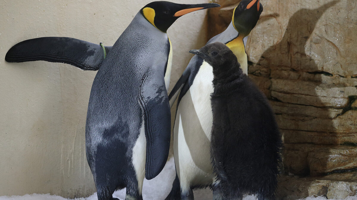 Los pingüinos perdieron varios gustos básicos.