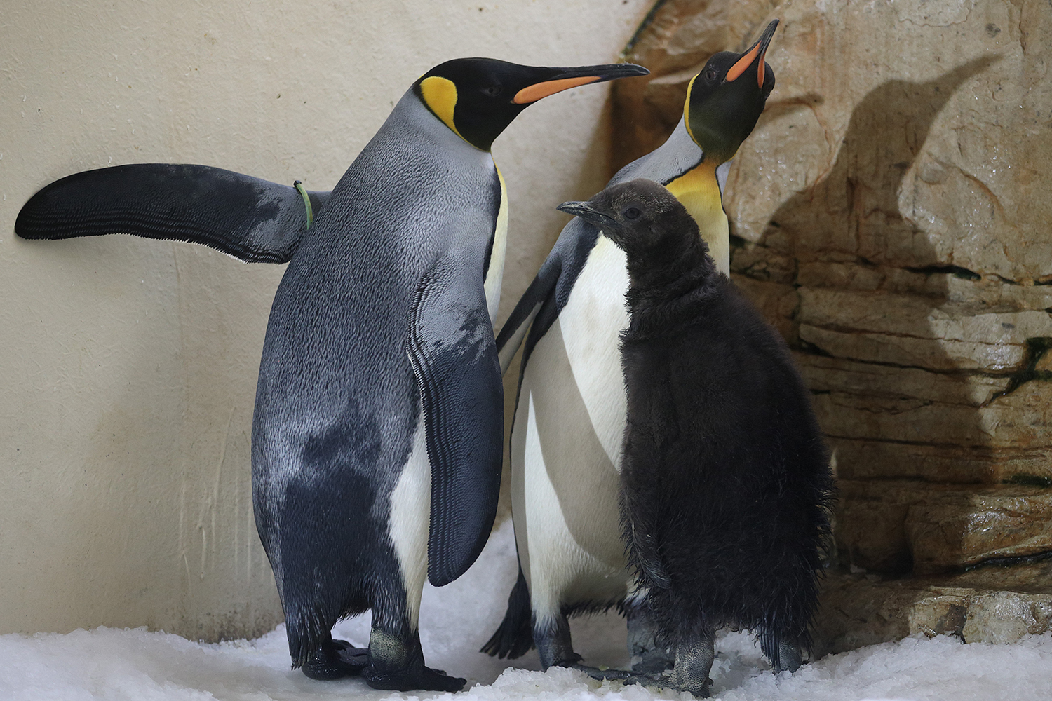 Los pingüinos perdieron varios gustos básicos.