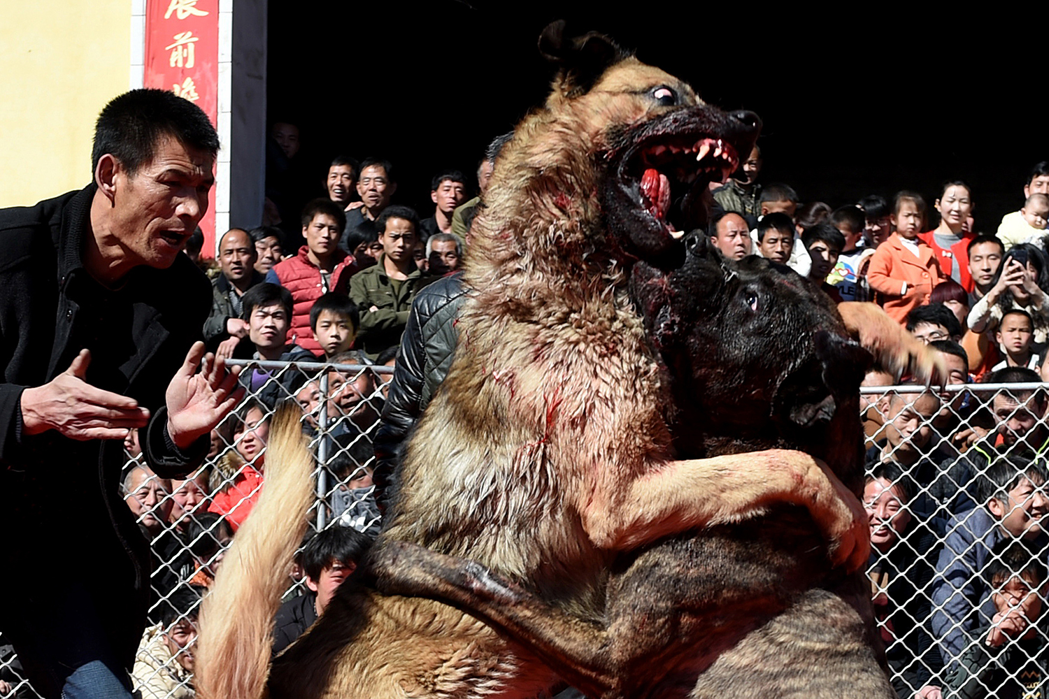 Las peleas de perros, atracción común en Zezhang