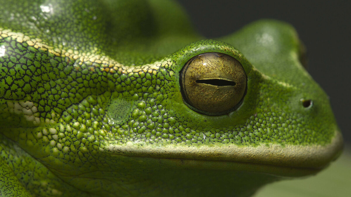 Anfibios en riesgo de desaparecer