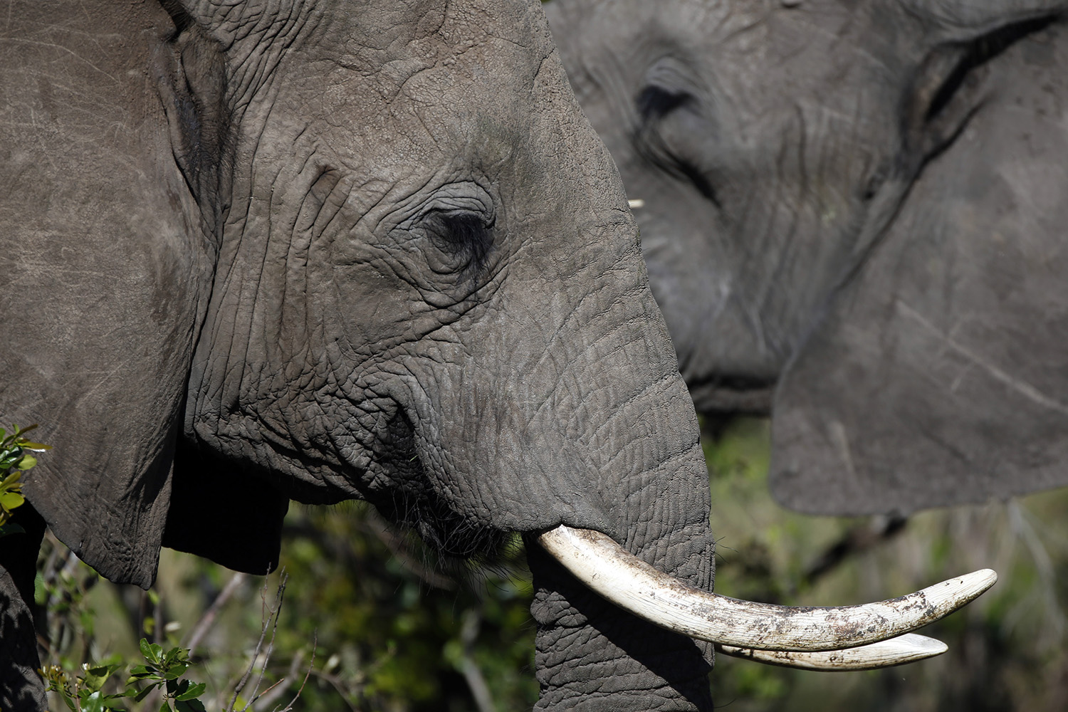 Matan a más de 30 elefantes en dos semanas