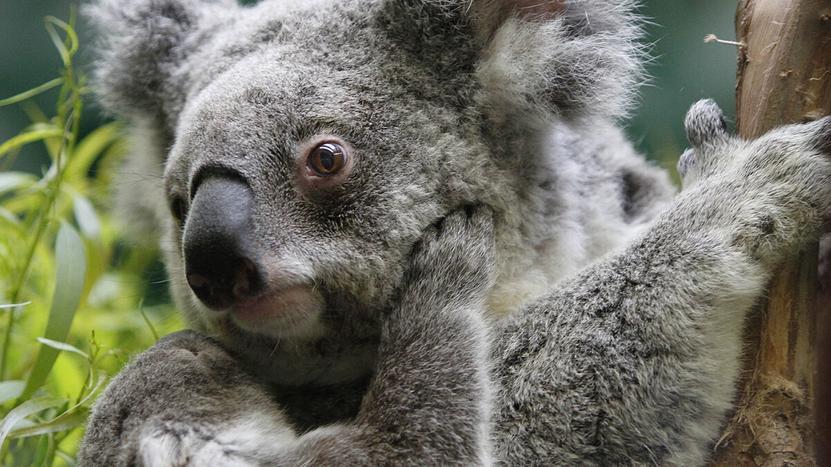 Sacrifican a 700 koalas