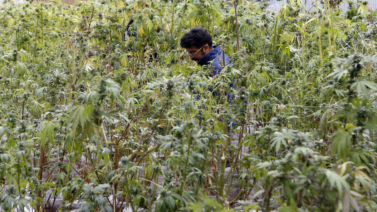 Recolectan en Chile la primera cosecha de cannabis con fines medicinales