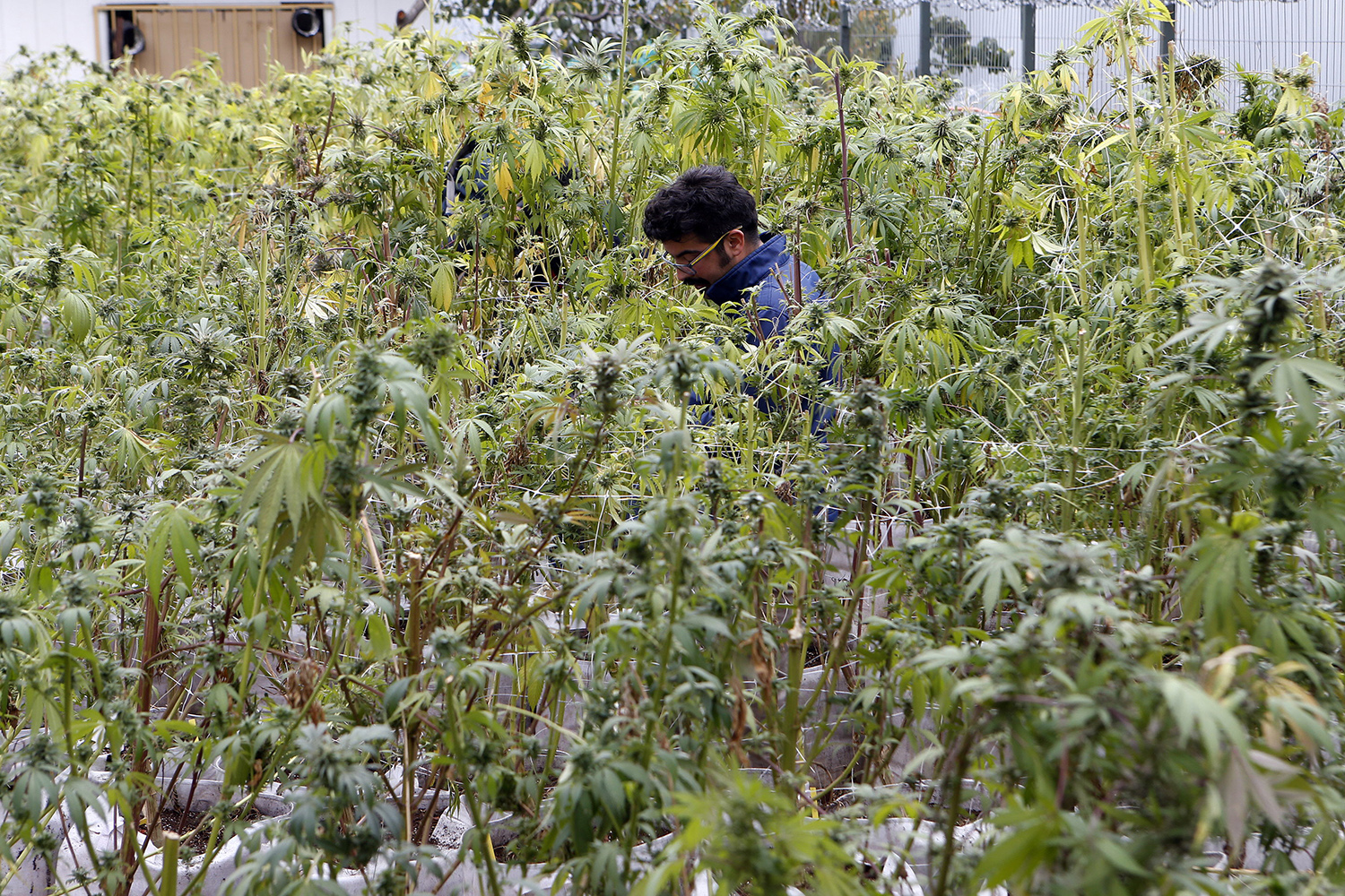 Recolectan en Chile la primera cosecha de cannabis con fines medicinales