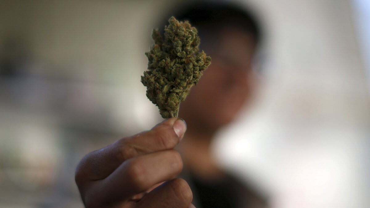 Dos instituciones educativas de Jamaica recibirán licencia para cultivar marihuana