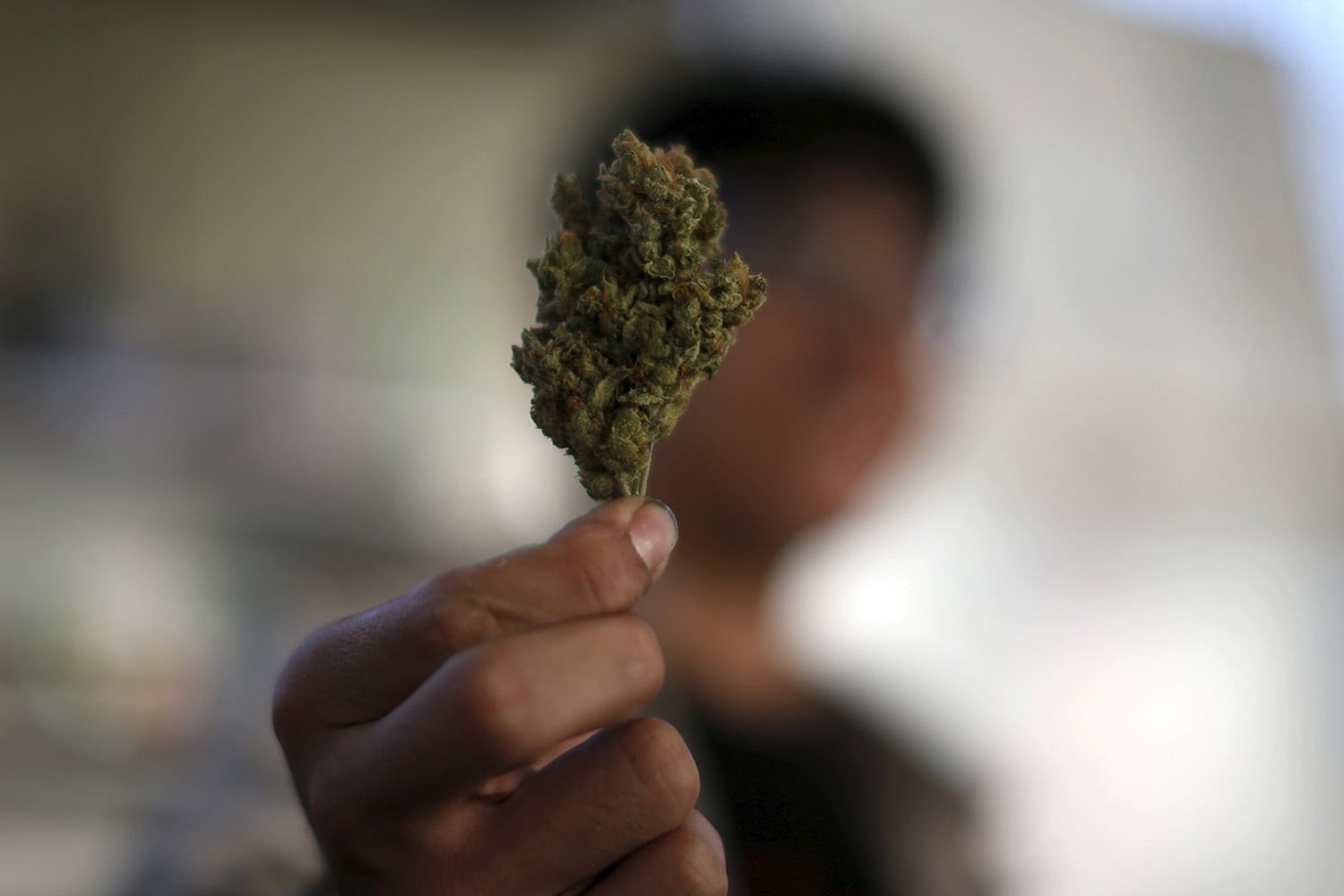 Dos instituciones educativas de Jamaica recibirán licencia para cultivar marihuana