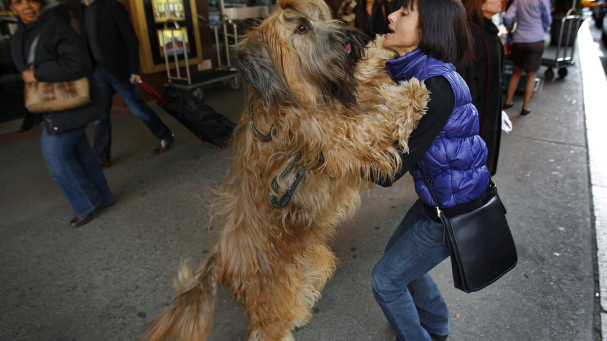 Ver a los ojos de tu perro genera un lazo similar al de una madre con su hijo