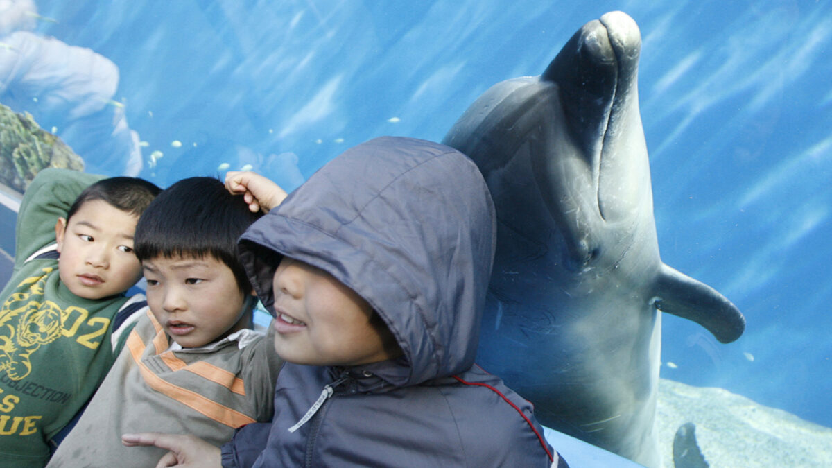 Expulsan a Japón de la Asociación Mundial de Zoos y Acuarios.