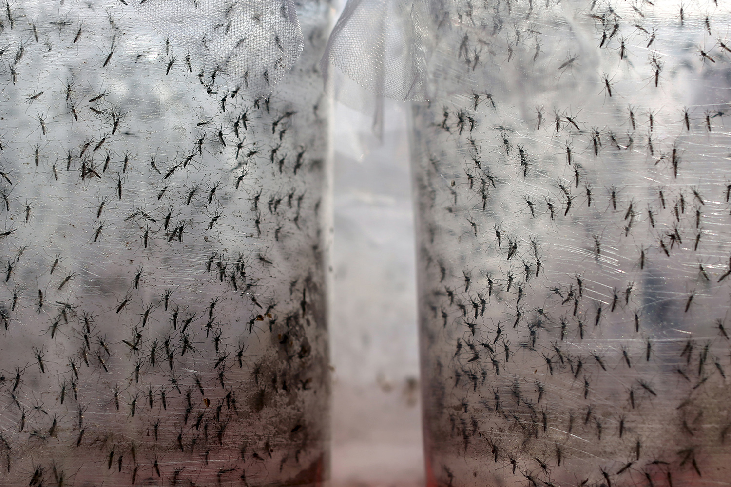 La solución contra el dengue: un mosquito