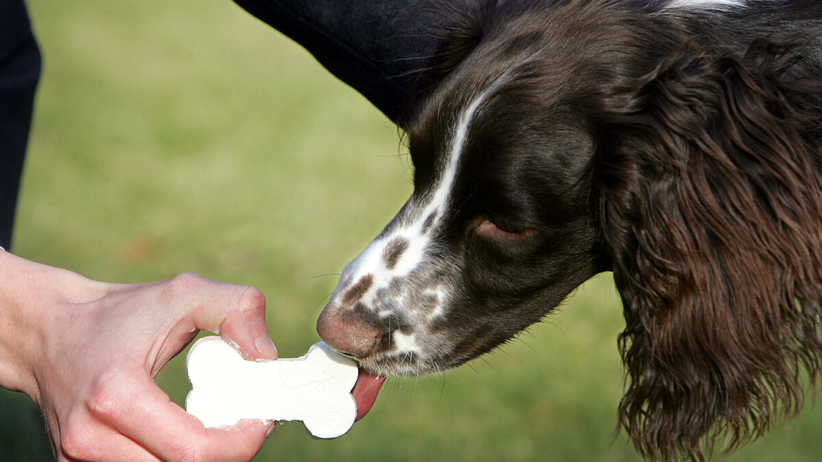 Lanzan la primera comida de perros para microondas