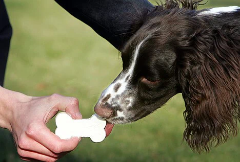 Lanzan la primera comida de perros para microondas.