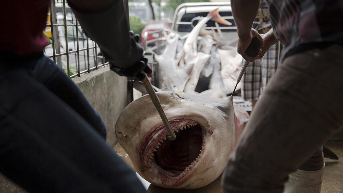 Los tiburones podrían curar el cáncer