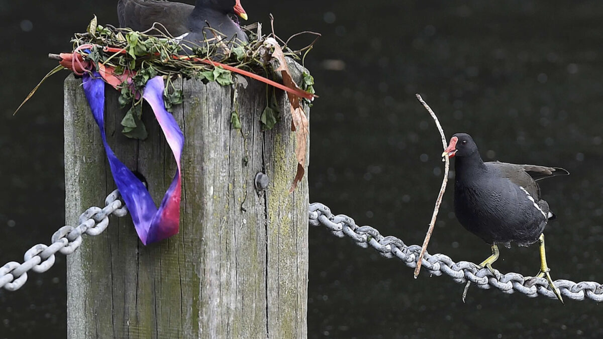 Una polla de agua trapecista recorre una cadena sobre el Lago Serpentine