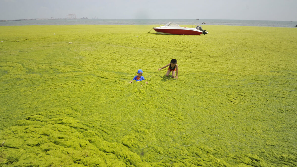 Las algas invaden las playas de China